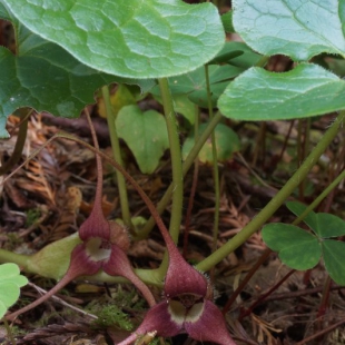 Asarum hartweggii